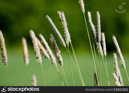 A detail image of wild grass in nature - Timothy-grass (Phleum pratense)