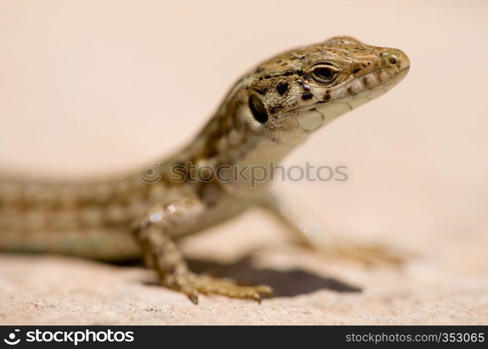 A detail of a maltese wall lizard