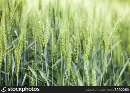 A detail view shows the kernels of grain from a wheat field in the Palouse area of Eastern Washington state.