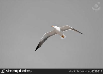 a digitally altered image of a flying seagull