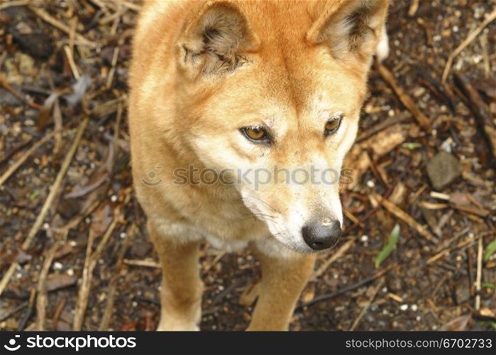 A dingo, dog australian native animal.