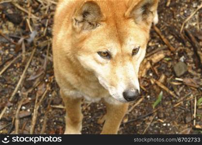 A dingo, dog australian native animal.