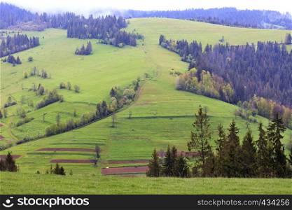 A dirt country road meanders up the slope of a green grassy mountain from cultivated land sites to high pines shrouded in mountain fog.. Dirt country road meanders up the slope of a green grassy mountain