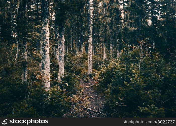 A dirt path in the coniferous forest. Hiking, traveling.