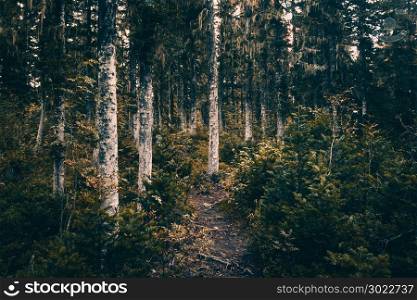 A dirt path in the coniferous forest. Hiking, traveling.