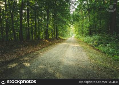 A dirt road through the green forest and sunlight, summer day