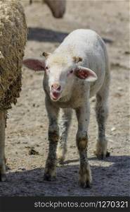 A dirty white lamb with melding feathers