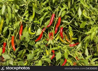 A display of hot red chile peppers growing in a Korean field. These peppers are likely to be used in the preparation of kimchi.