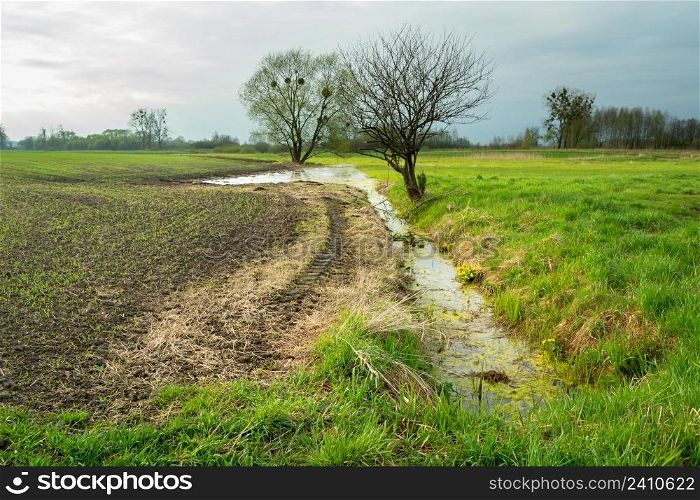 A ditch with water and trees between the field and the meadow, Zarzecze, Lubelskie, Poland