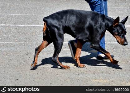 A Doberman dog on a walk on a summer day