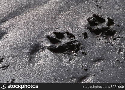 A Dog&acute;s Footprints