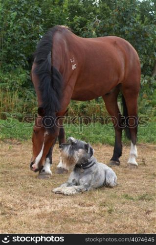 A dog and a horse