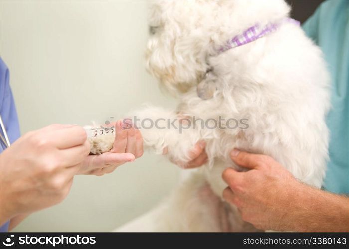 A dog having a blood test done at the vet.
