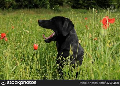 A dog in a field.