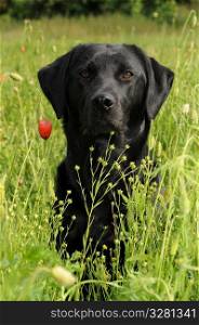 A dog in a field.