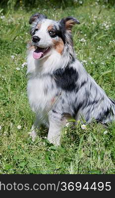 A dog in a field