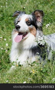 A dog in a field