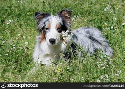 A dog in a field