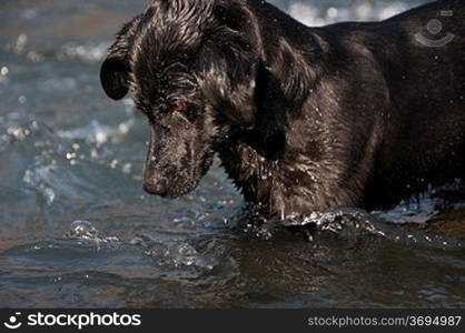 A dog in some water