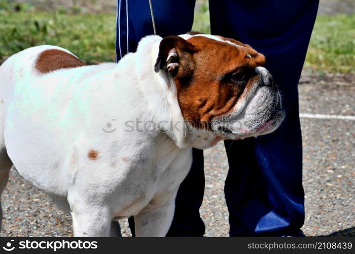 A dog of the English Bulldog breed (bull dog) on a walk on a summer day