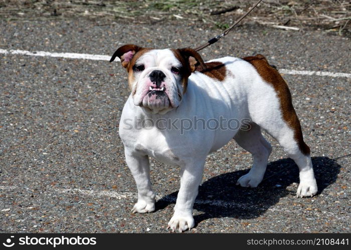 A dog of the English Bulldog breed (bull dog) on a walk on a summer day