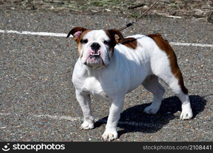 A dog of the English Bulldog breed (bull dog) on a walk on a summer day