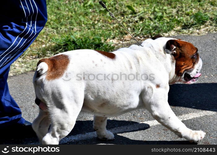 A dog of the English Bulldog breed (bull dog) on a walk on a summer day