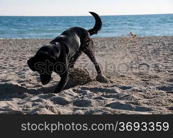 A dog on the beach