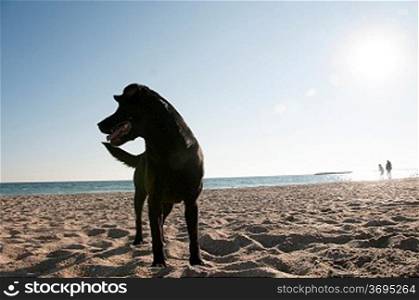 A dog on the beach