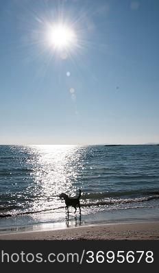 A dog on the beach