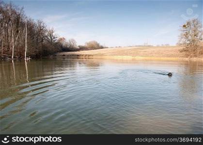 A dog paddling in a lake
