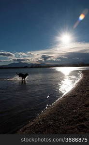 A dog paddling in some water