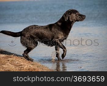 A dog paddling in some water