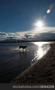 A dog paddling in some water