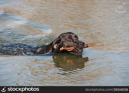 A dog paddling in some water