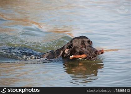A dog paddling in some water