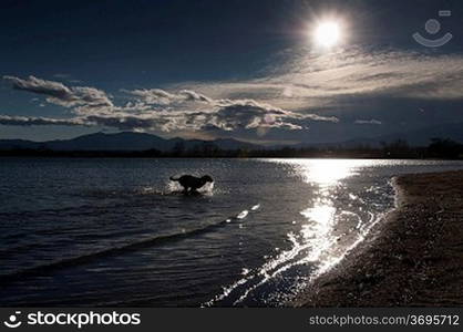 A dog paddling in some water