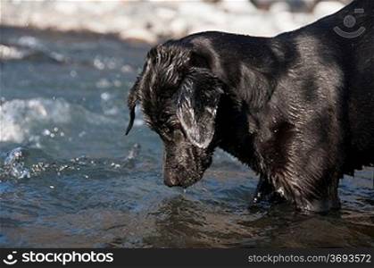 A dog playing by the waters edge