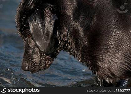 A dog playing in the water