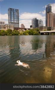 A dog plays fetch jumping into the Colorado River in Austin