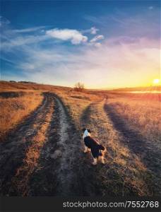 A dog purpose, vertical shot. Doubtful pup in front of a split country road, autumn sunset scene. Pet afterlife, crossroad concept choosing the way. Idyllic rural landscape and two dirt tracks.