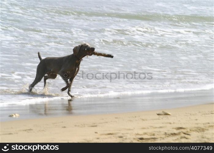 A dog retrieves a stick from the water and carries if back to his master.
