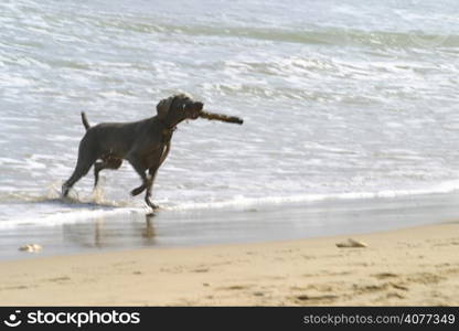 A dog retrieves a stick from the water and carries if back to his master.