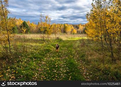 A dog running along a grassy road strewn with yellow leaves on an autumn day.