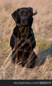 A dog sitting in a field