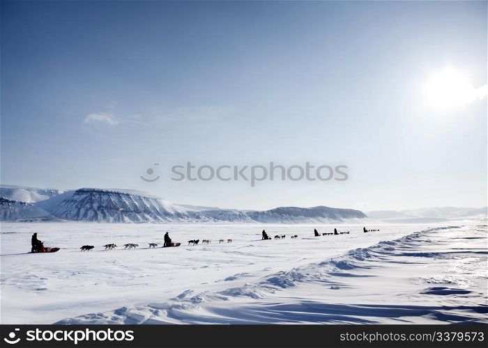 A dog sled expedition across a barren winter landscape