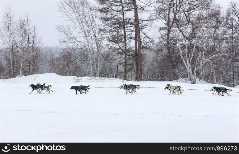 A dog sled running on a winter landscape. The dog sled running on a winter landscape