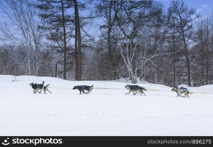 A dog sled running on a winter landscape. The dog sled running on a winter landscape