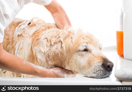 A dog taking a shower with soap and water