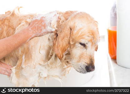 A dog taking a shower with soap and water